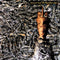 Siouxsie And The Banshees - Juju -