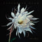 HEATHER MALONEY - Exploding Star