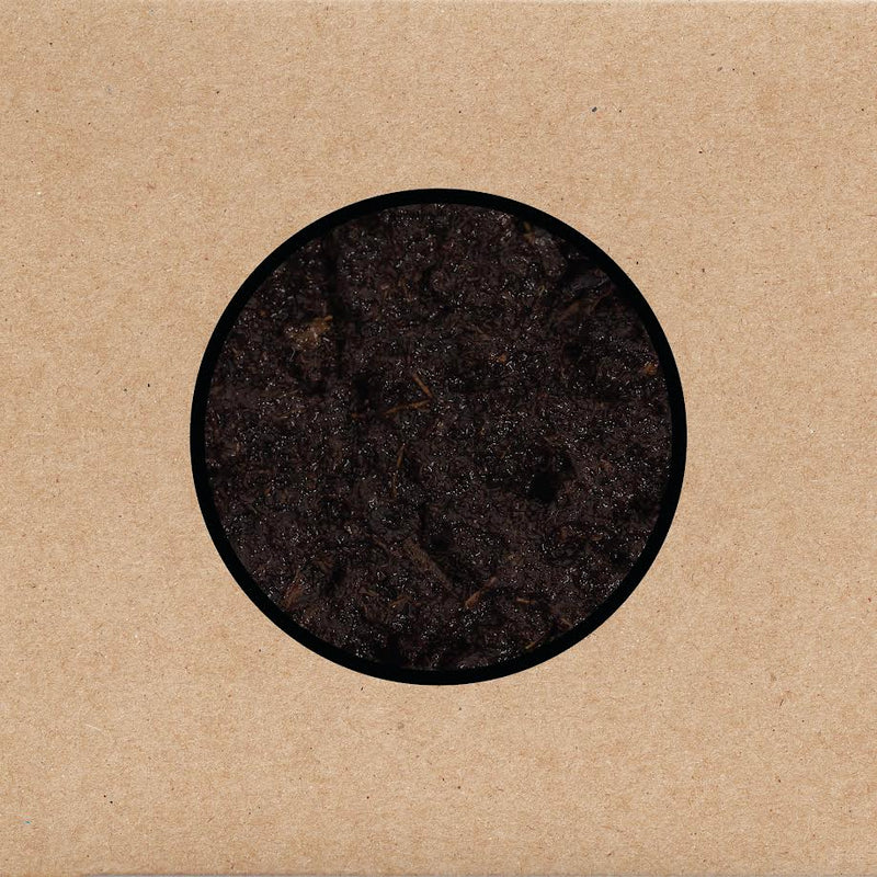 Swans - Birthing
