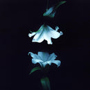 Wasia Project - Nocturne *Pre-Order
