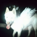 Fat Dog - Cancel Me (I'm Tired) *Pre-Order