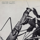 Courtney Barnett - Creature of Habit