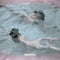 SHOLTO - The Sirens *Pre-Order