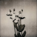 Bethia Beadman - Kitten Feel *Pre-Order