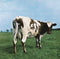 Pink Floyd - Reissues