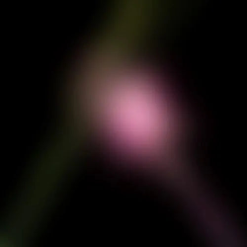 Wicked For Good: The Soundtrack - Various Artists - Limited RSD Black Friday 2025