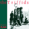 Triffids (The) - Treeless Plain (40th Anniversary) *Pre-Order
