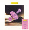 Level 42 - CD Reissues