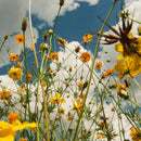 Tasha - You Are Spring! *Pre-Order