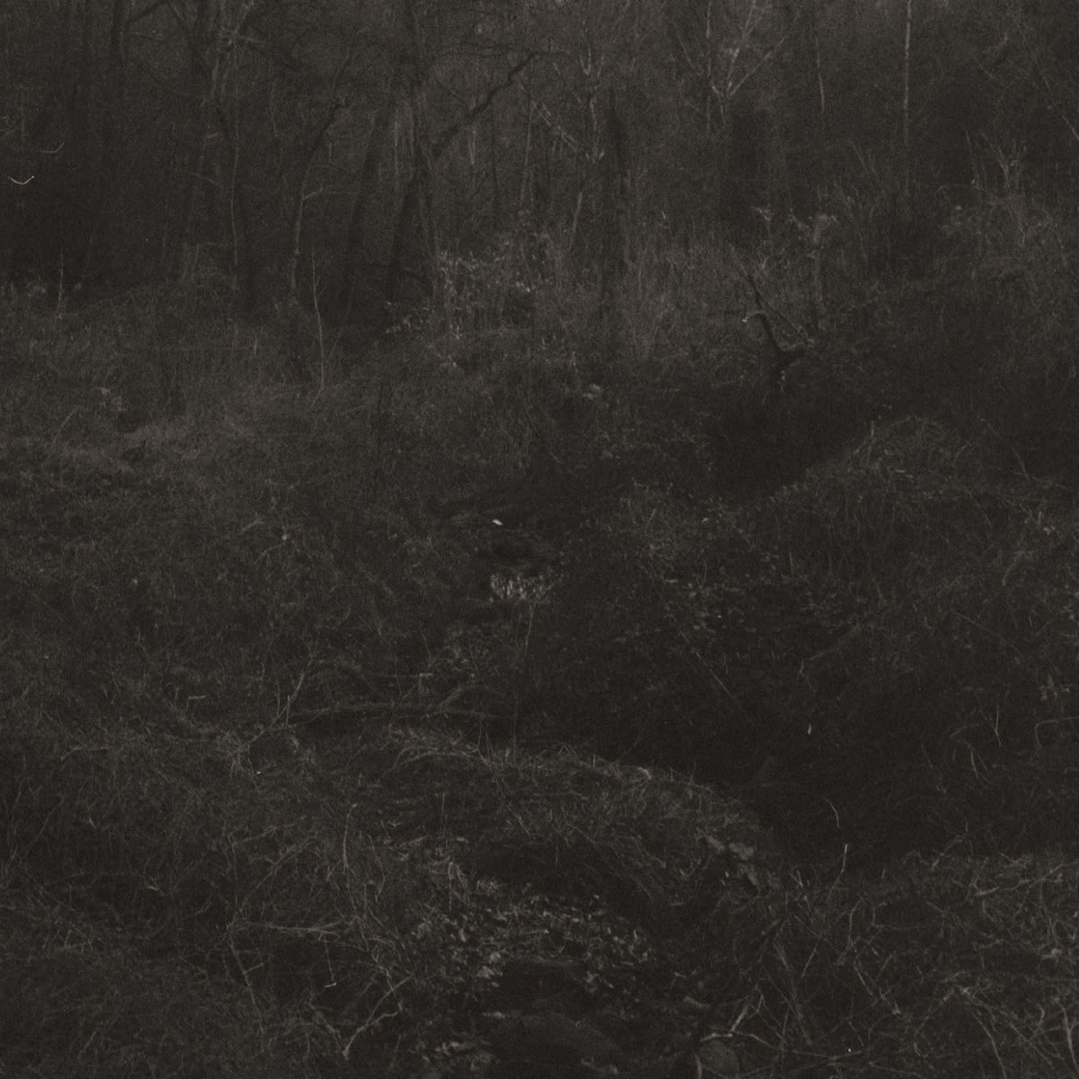 Lesley Mok - transient