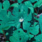 Early Fern - Wetland Interiors *Pre-Order