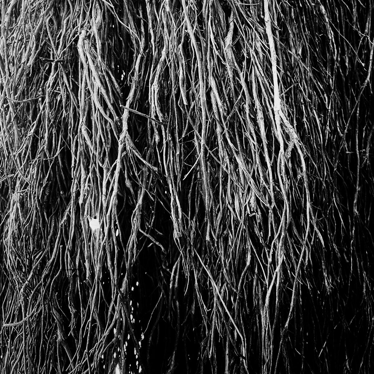 Eraldo Bernocchi, Iggor Cavalera, & Merzbow - Nocturnal Rainforest