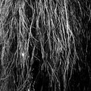 Eraldo Bernocchi, Iggor Cavalera, & Merzbow - Nocturnal Rainforest