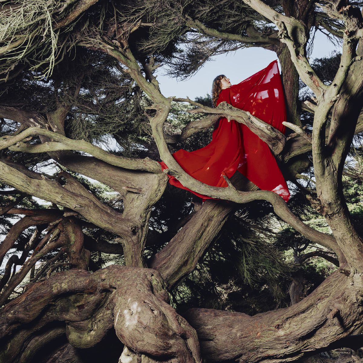 Hannah Frances - Nested in Tangles