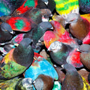Blawan - SickElixir *Pre-Order