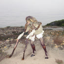Grumpy - Piebald *Pre-Order