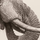 White Elephant - World Elephant Day *Pre-Order