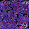 Laura Jane Grace - Adventure Club *Pre-Order