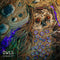 Owls - Rare Birds *Pre-Order