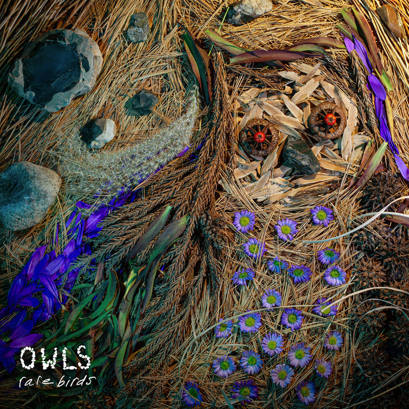 Owls - Rare Birds *Pre-Order
