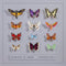 Dominik Eulberg - Lepidoptera *Pre-Order
