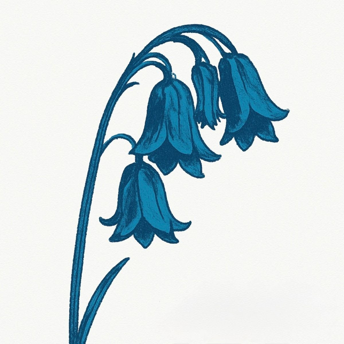 Bluebells (The) - This Is The Bluebells