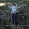 MJ Lenderman & Wednesday - Guttering *Pre-Order