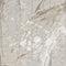 Farao - Magical Thinking *Pre-Order