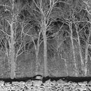 Pile - Sunshine and Balance Beams *Pre-Order