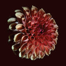 Jessica Moss - Unfolding *Pre-Order