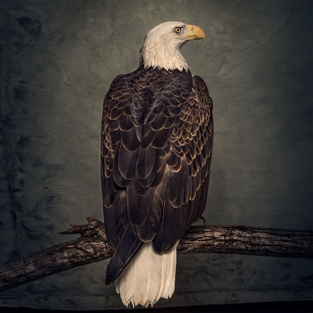 Clutch - Book of Bad Decisions: Coke Bottle Clear Vinyl LP