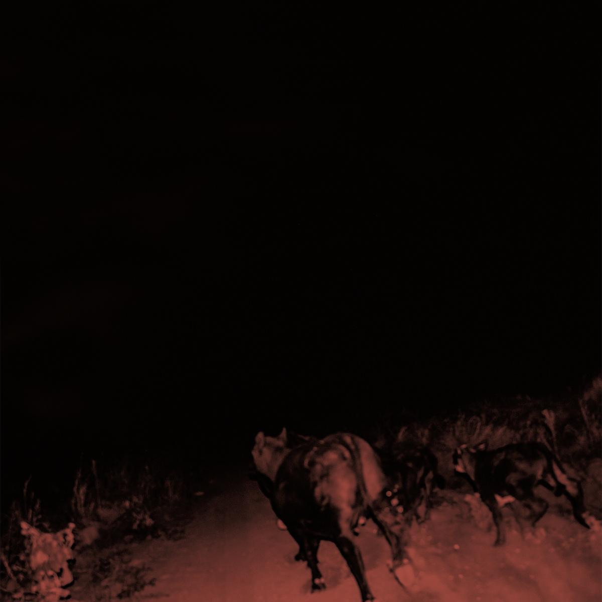 Bambara - Shadow Of Everything: Indies Exclusive "Sunbleached" White Vinyl LP