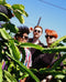 Shopping 17/02/22 @ Brudenell Social Club  *Cancelled