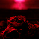 Paper Kites (The) - Roses: Cherry Bomb Vinyl LP