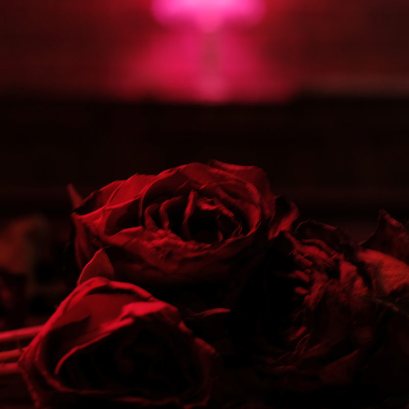 Paper Kites (The) - Roses: Cherry Bomb Vinyl LP